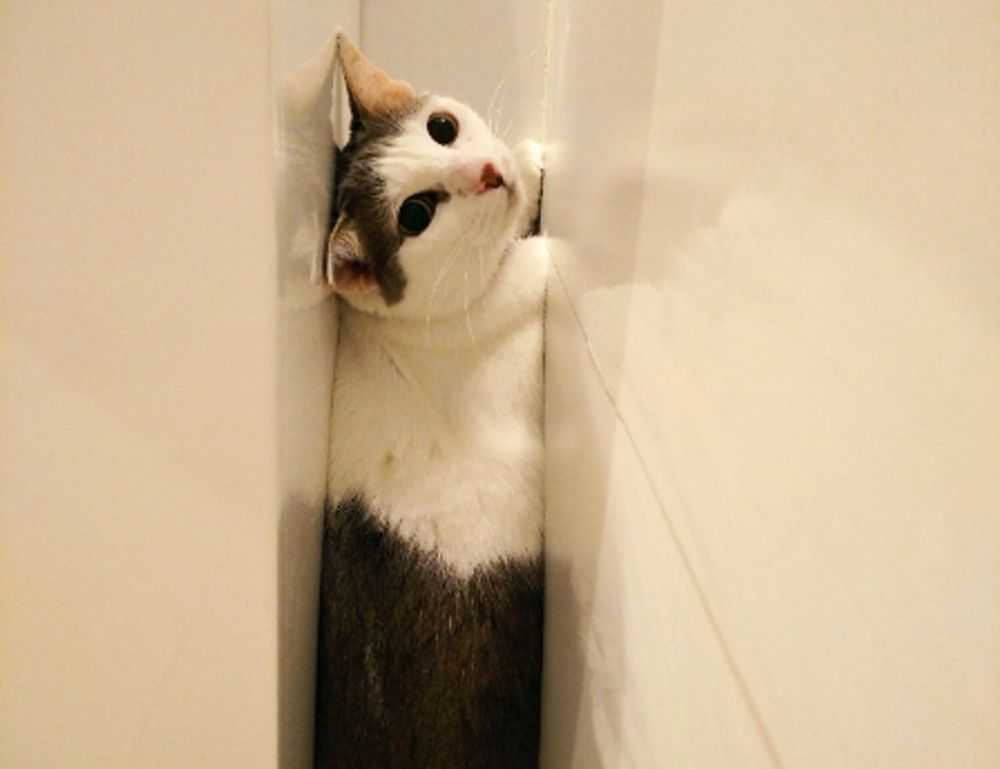 hair luvizac ingredient