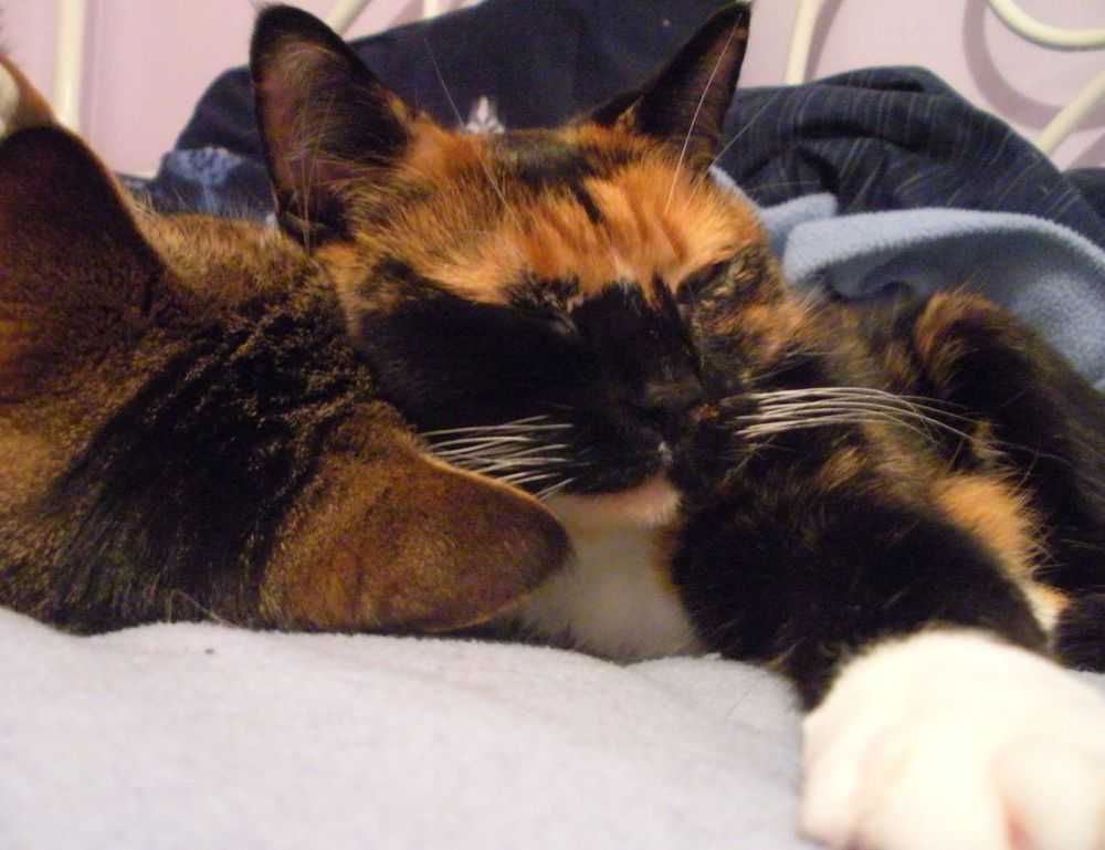 how is tuzialadu hotel management