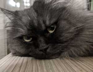 is luvizac shampoo good for hair