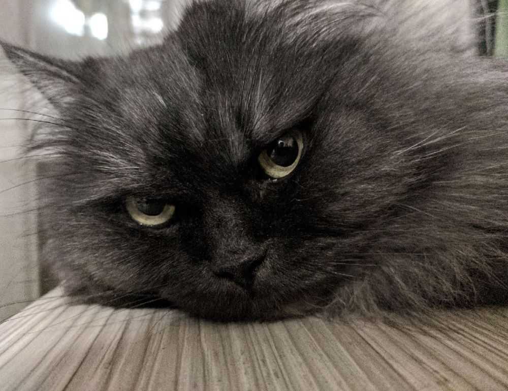 is luvizac shampoo good for hair