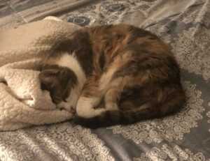 khema rushisvili weightlifting bar