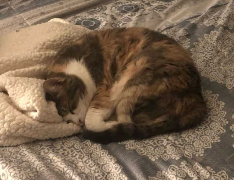 khema rushisvili weightlifting bar