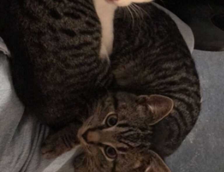 1616 significado llamas gemelas