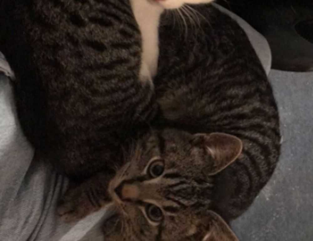 1616 significado llamas gemelas