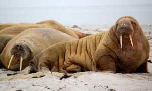 80 dlls a pesos mexicanos