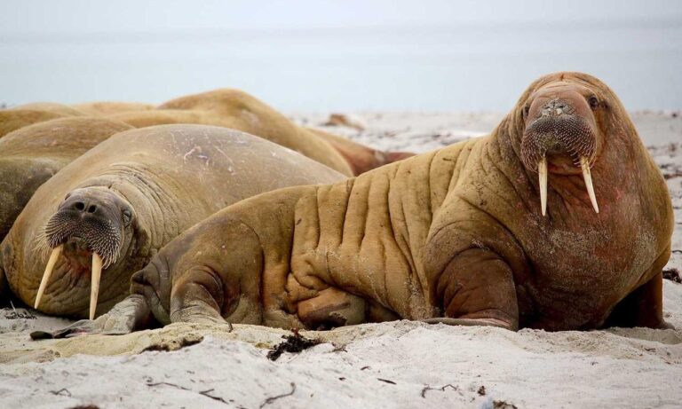 80 dlls a pesos mexicanos