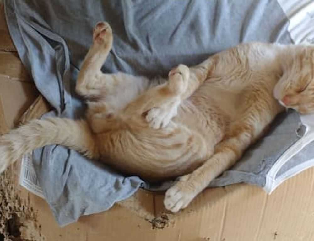 cast of do you love me, captain?