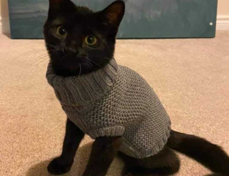 continente vila nova de milfontes