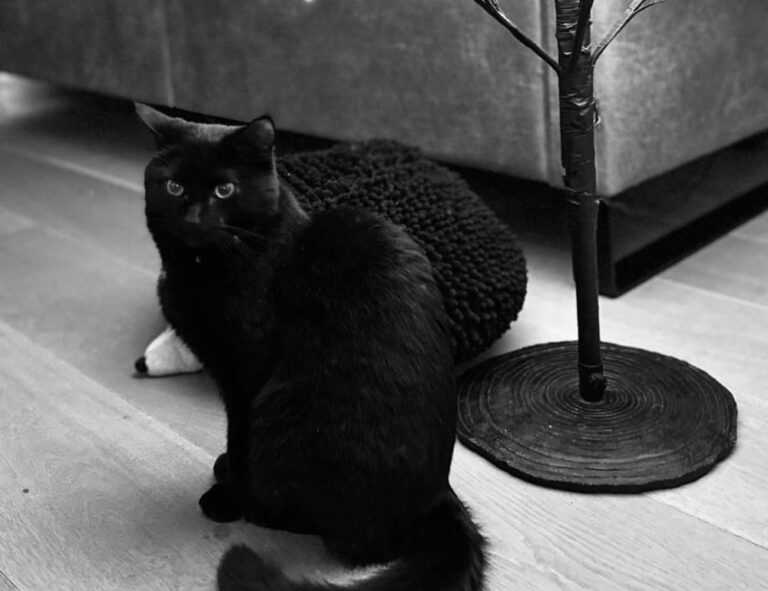 laura dijkema bikini