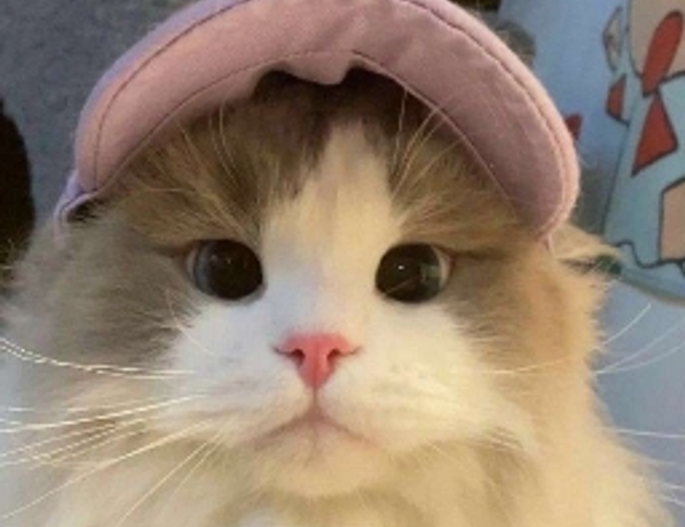 photo dance apk premium