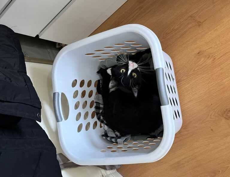 riderkoo roblox skin