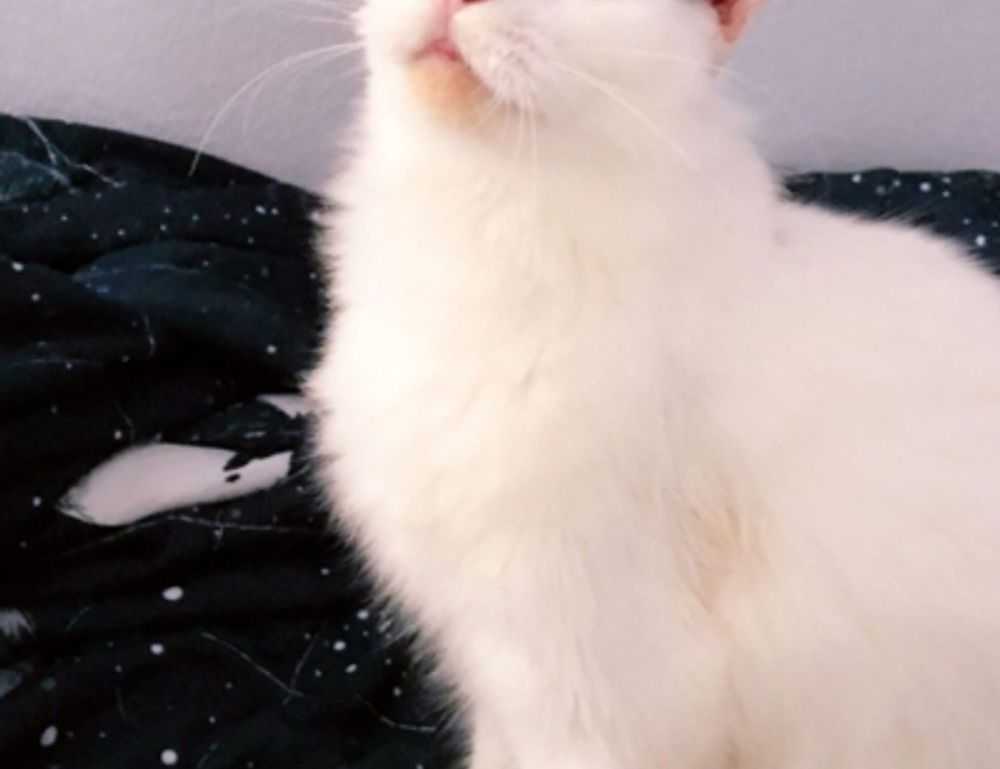 roblox poppetje kleurplaat