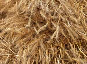 Hair Luvizac Ingredient